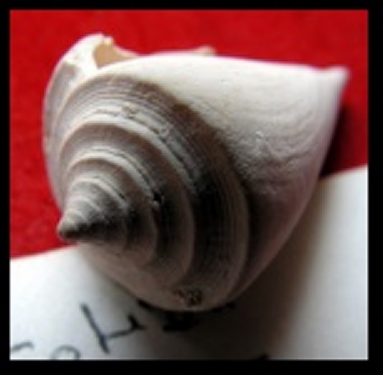 CONUS deperditus