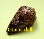 Conus dalli, Stearns 1873 Cyl.
