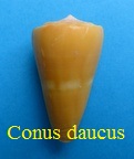 Conus (Dauciconus) daucus, Hwass in Bruguière 1792