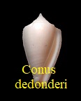 Conus dedonderi, Goethaels & D. Monsecour 2013