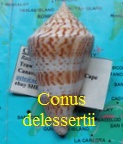 Conus delessertii, Recluz 1843