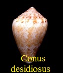 Conus desidiosus, Adams 1854