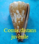 Conus distans, Hwass in Bruguière 1792
