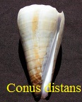 Conus distans, Hwass in Bruguière 1792