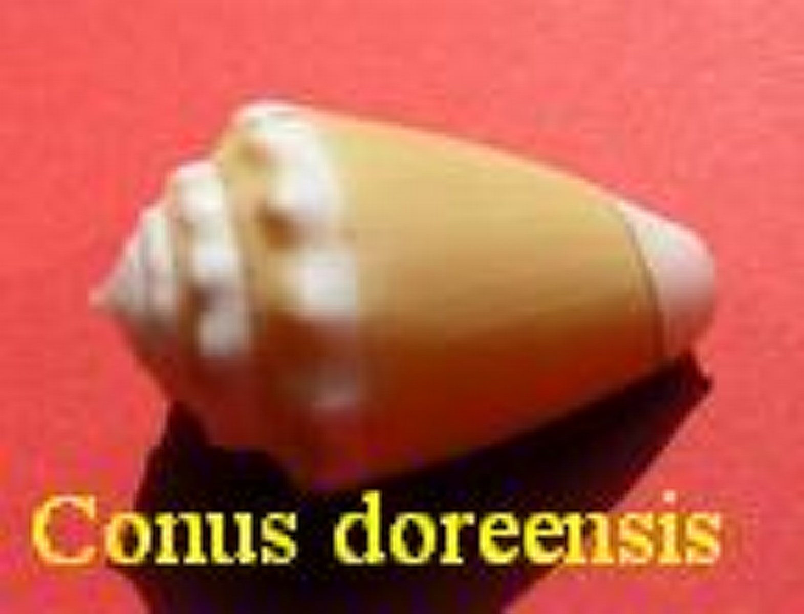 Conus doreensis, Peron & Lesueur 1807