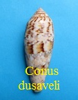 Conus dusaveli, H. Adams 1872