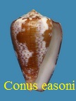 Conus easoni, Petuch & Berschauer 2018