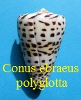 Conus eburneus polyglotta, Weinkauff 1874
