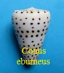 Conus eburneus, Hwass in Bruguière 1792 (RKK 39)Tess.