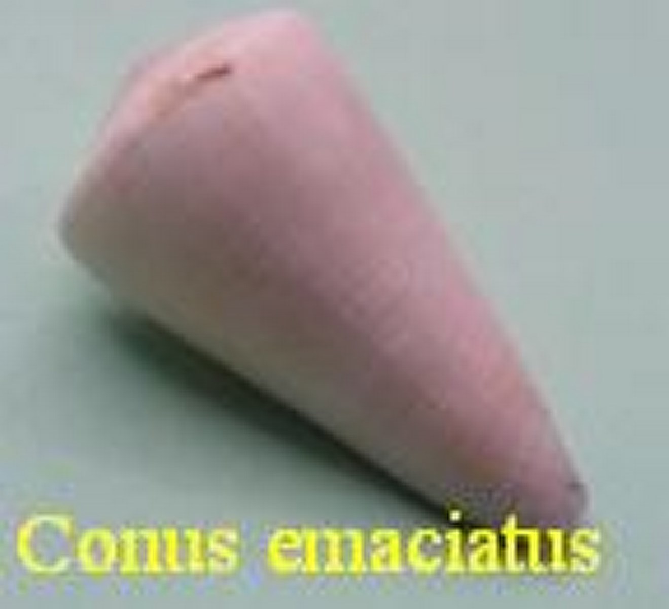 Conus emaciatus, Reeve 1849 (RKK 139)virg