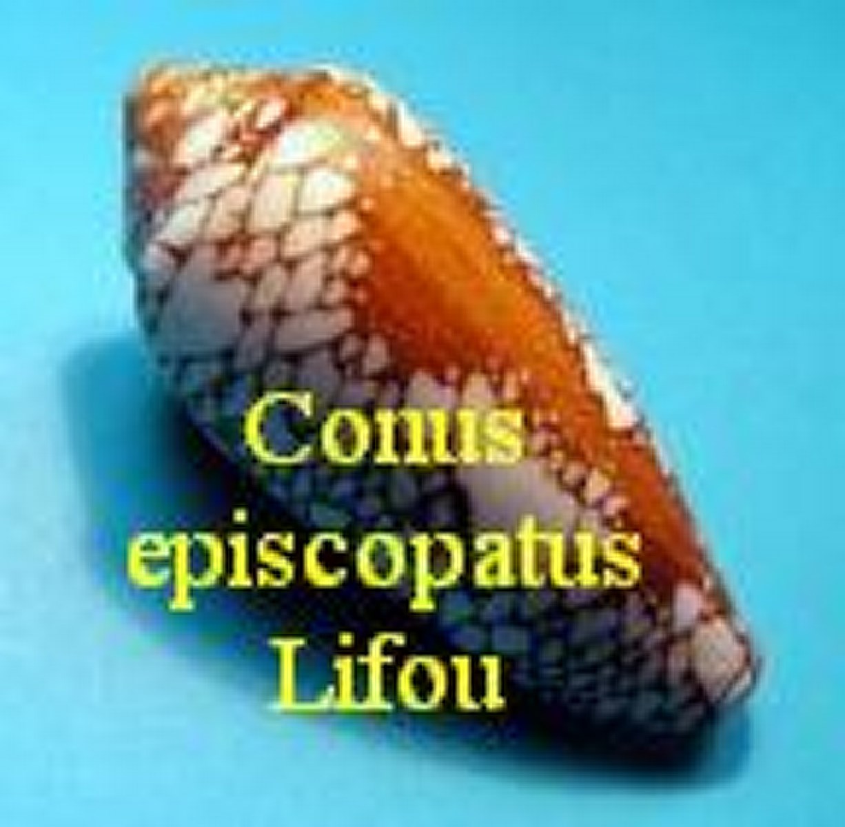 Conus episcopatus, Da Motta 1982 