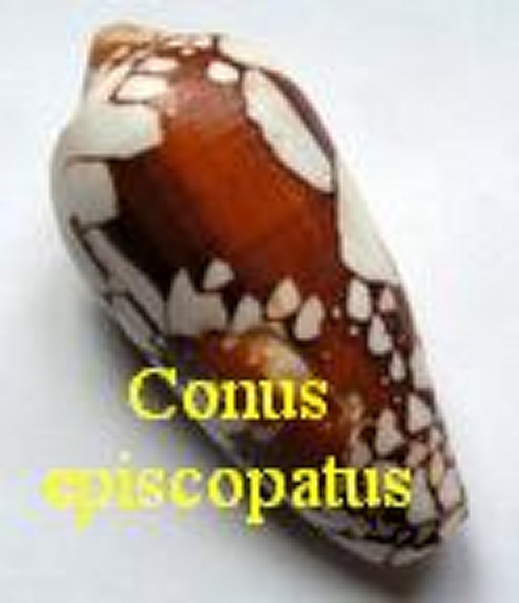 Conus episcopatus, Da Motta 1982