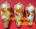 Conus episcopatus 