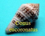 Conus eucoronatus, Sowerby III 1903