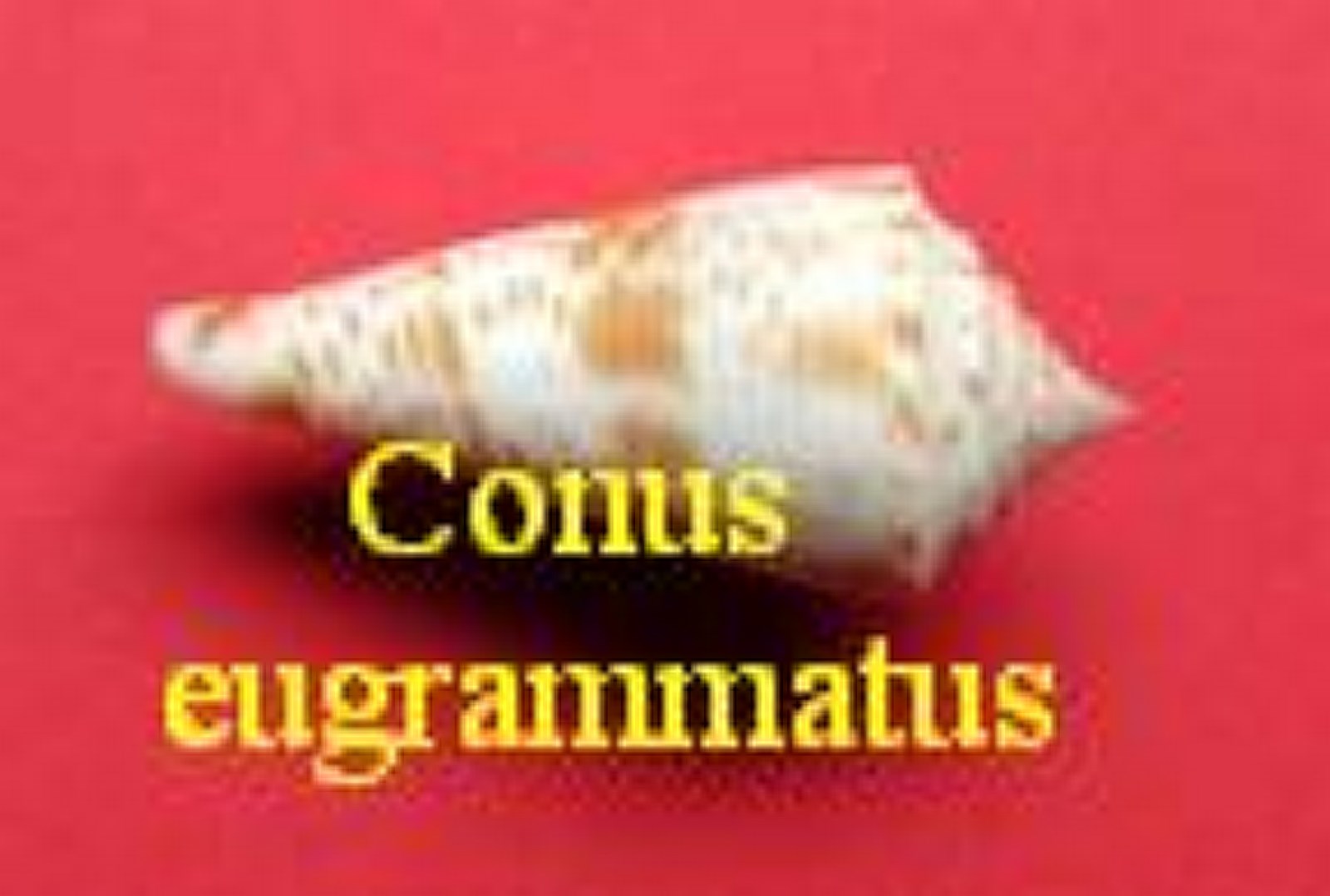Conus eugrammatus, Bartsch & Rheder 1953