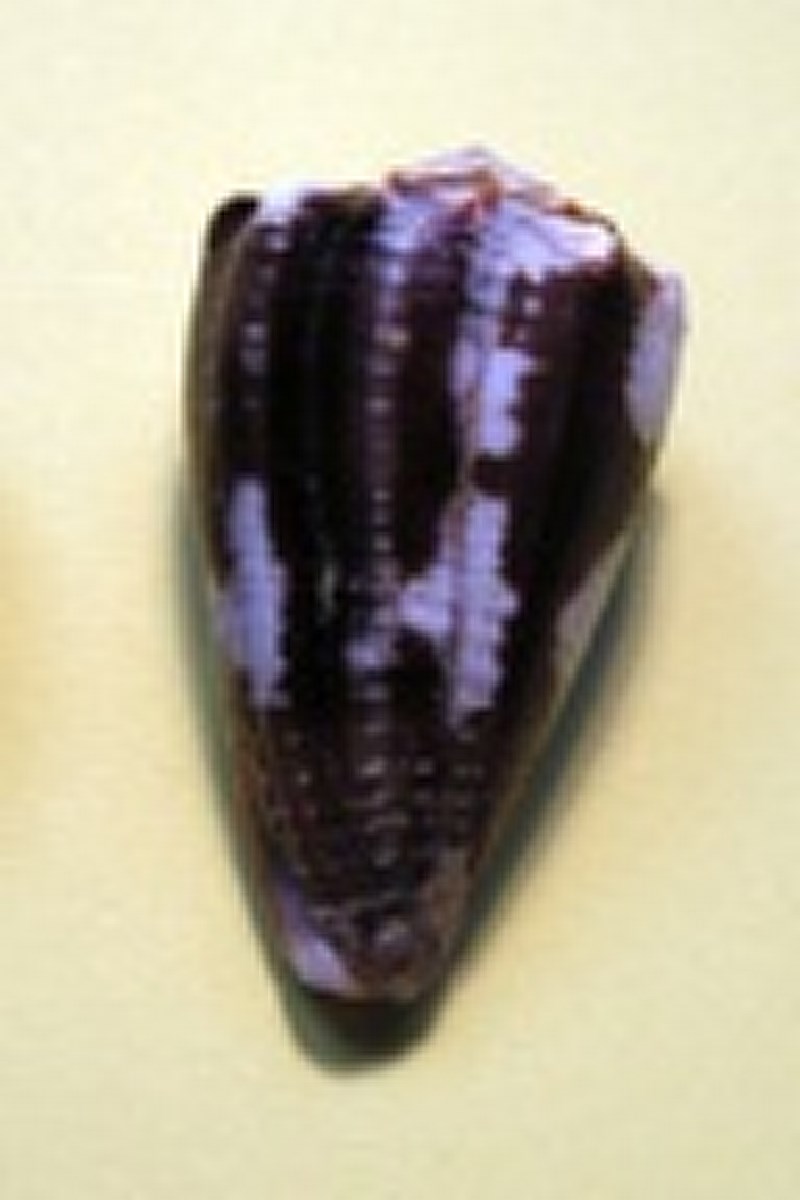 Conus exiguus, Lamarck 1810 (RKK 15)