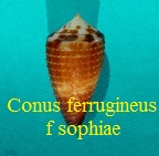 Conus ferrugineus f. sophiae, Brazier 1875