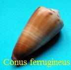 Conus ferrugineus, Hwass in Bruguière 1792 (RKK 83) Stra