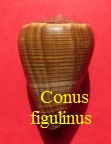 Conus figulinus, L. 1758 (RKK53)Dend.