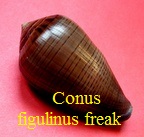 Conus figulinus freak