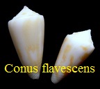 Conus flavescens, Sowerby II 1834