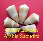Conus flavidus, Lamarck 1810 (RKK 140)virg