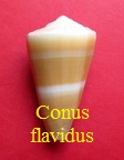 Conus flavidus, Lamarck 1810 (RKK 140)virg