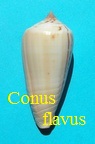 Conus flavus, Roeckel 1985
