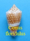 Conus floridulus, Adams & Reeve 1848