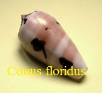 Conus floridus, chusaki,Sowerby II 1858