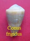 Conus frigidus, Reeve 1848 (RKK 141) Virg