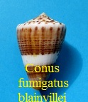 Conus fumigatus f. blainvillei, Hwass in Bruguière 1792 (RKK 90)
