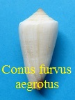 Conus furvus aegrotus, Reeve 1849