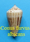 Conus furvus f. albicans, Sowerby II 1857