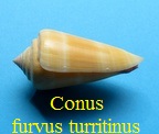 Conus furvus f turritinus, da Motta 1985
