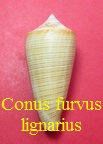 Conus furvus f. lignarius, Reeve 1843