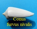 Conus furvus nivalis, da Motta 198