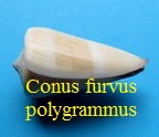 Conus furvus polygrammus, Tomlin 1937