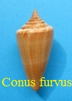 Conus furvus, Reeve 1843 (RKK 81)Cali