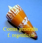 Conus generalis f. regenfussi, Dautzenberg 1937