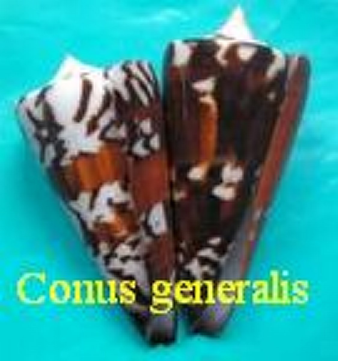 Conus generalis, L. 1767 (RKK 148)lept