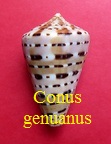  Conus genuanus, L. 1758