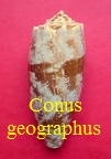 Conus geographus, L. 1758 (RKK 182)gas