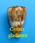 Conus gladiator, Broderip 1833 Glad.