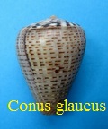 Conus glaucus, L. 1758 (RKK 55)