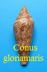 Conus gloriamaris, Chemnitz 1777 (RKK 310) Cyli