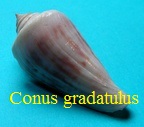 Conus gradatulus, Weinkauff 1875