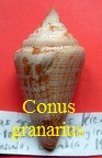 Conus granarius, Kiener 1845