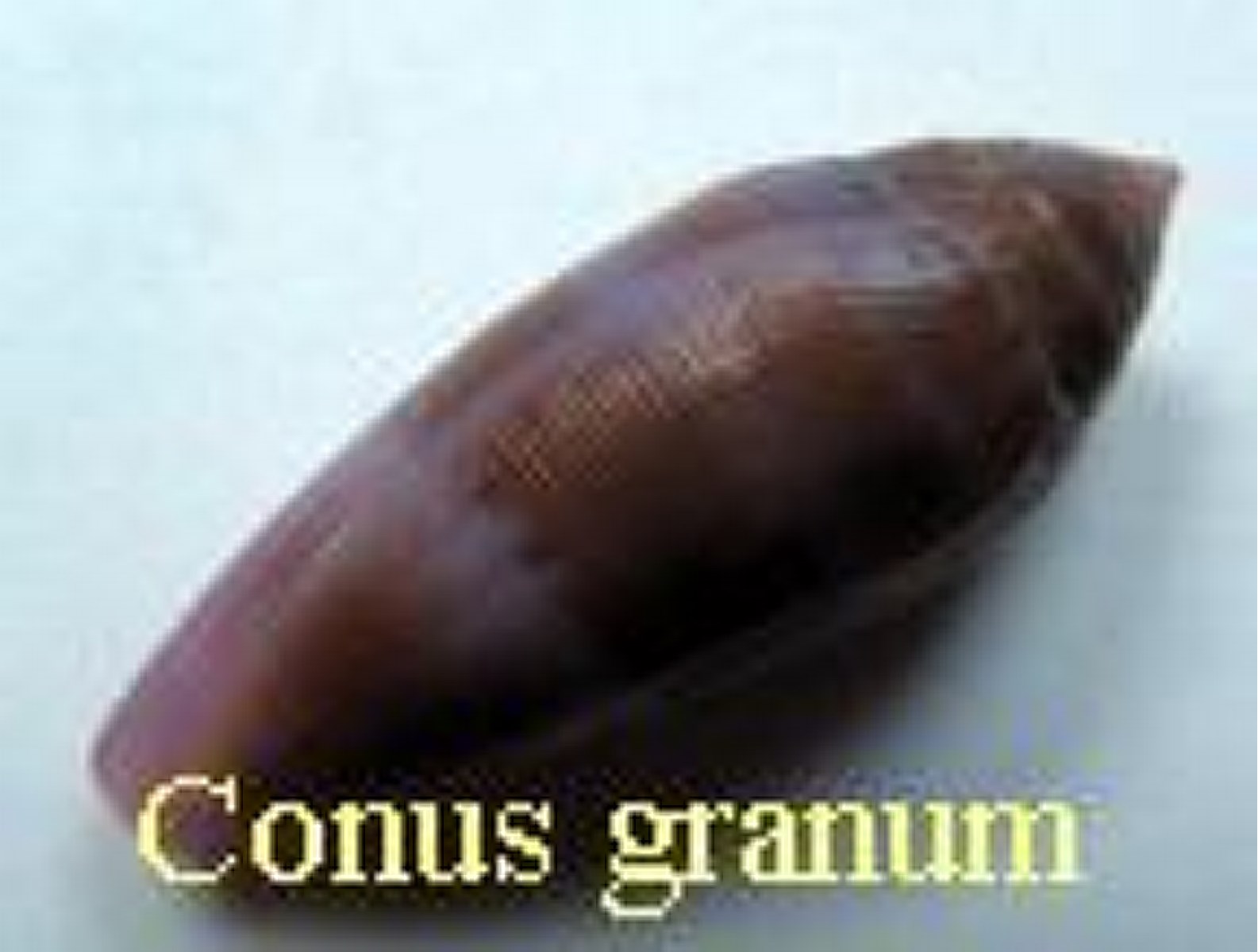Conus granum, Rockel & Fischoder 1985