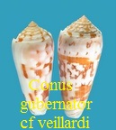 Conus gubernator cf veillardi, da Motta 1990